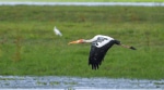 Painted storks in Assam