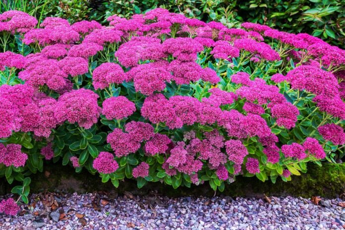 26 Best Full Sun Perennials